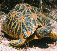 Course: Hoe het Skilpad sy Dop gekry – Afrikaans AKTIWITEIT 15: Leesbegrip